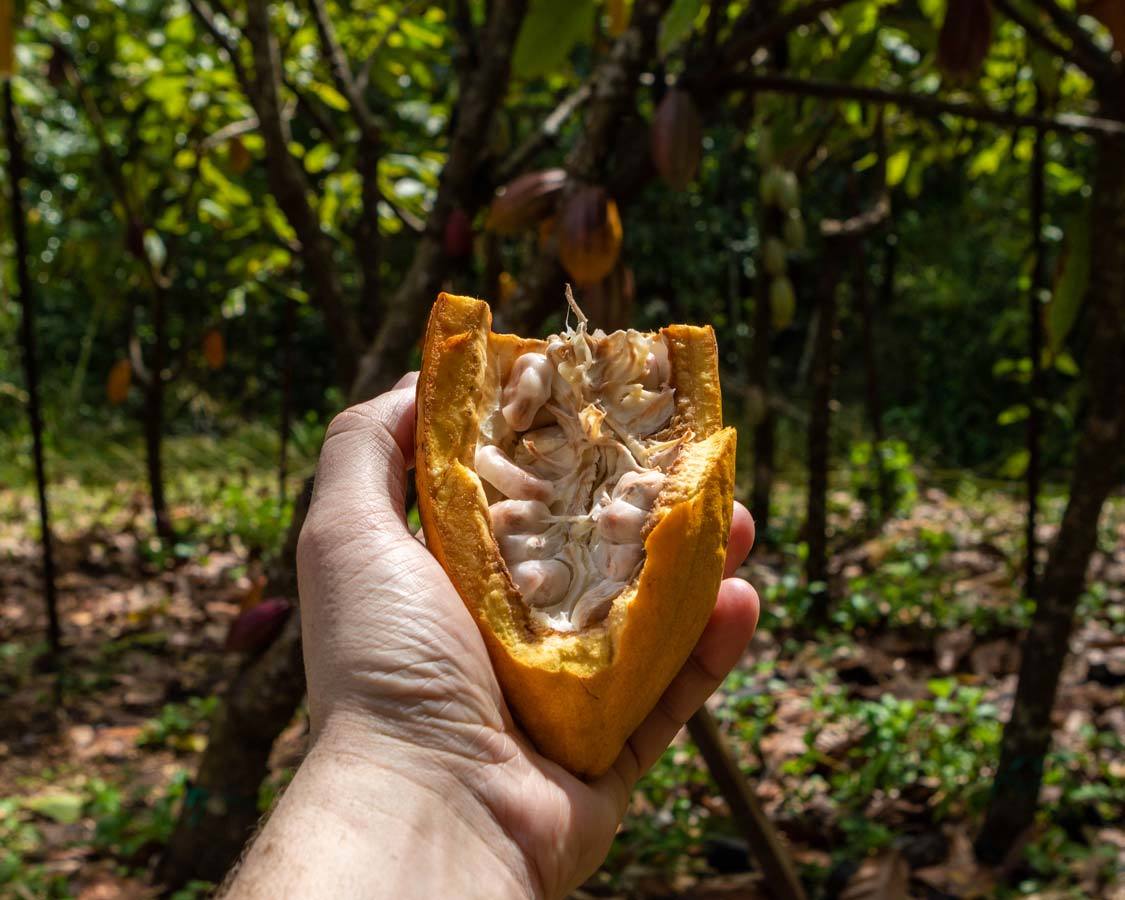 Cocoa bean tour of Lydgate Farms Kauai family travel