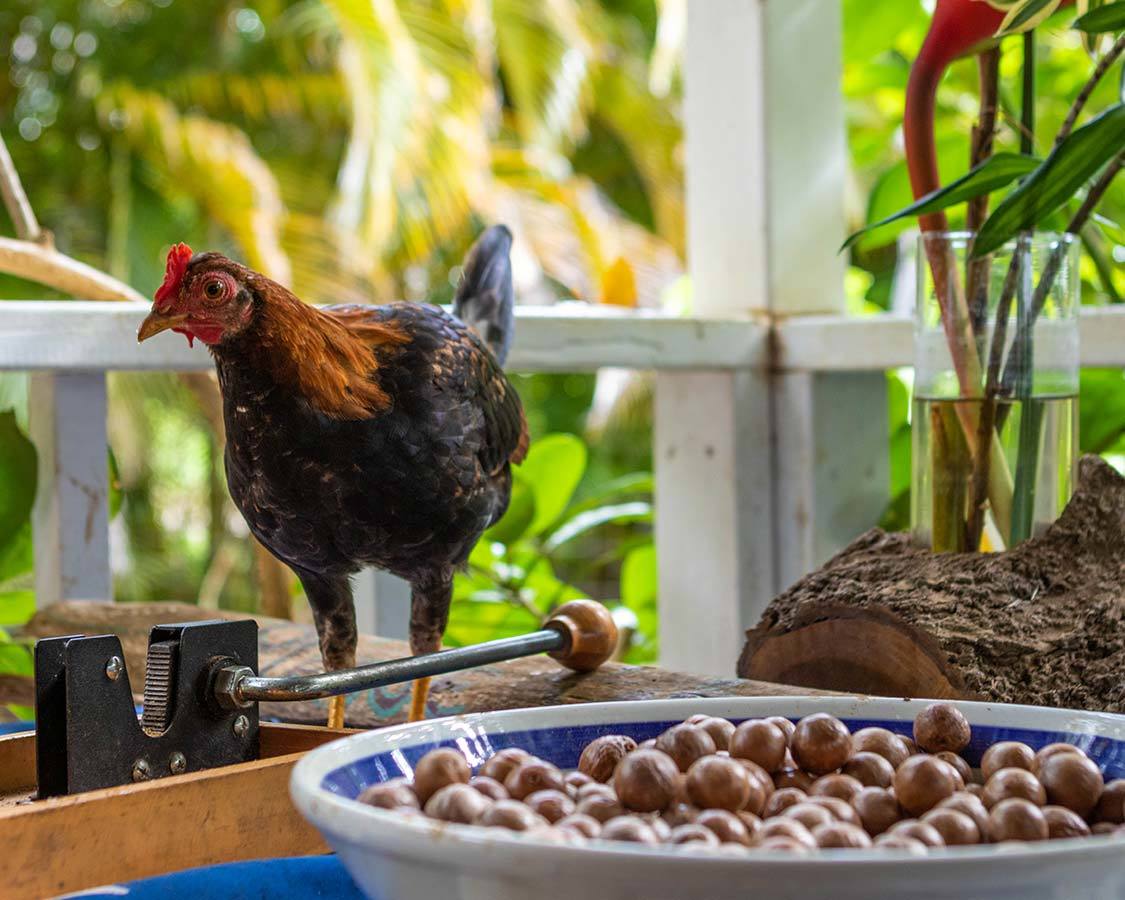 kippen in Kauai met jonge geitjes