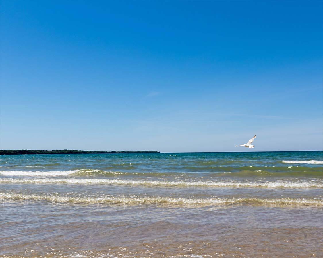 Sandbanks Dune Beach seagull