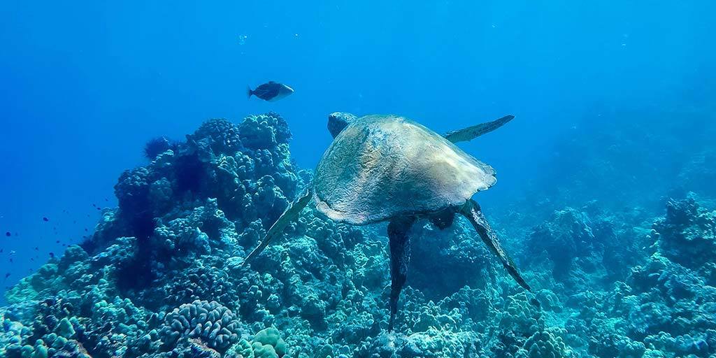 Molokini Snorkel Tour