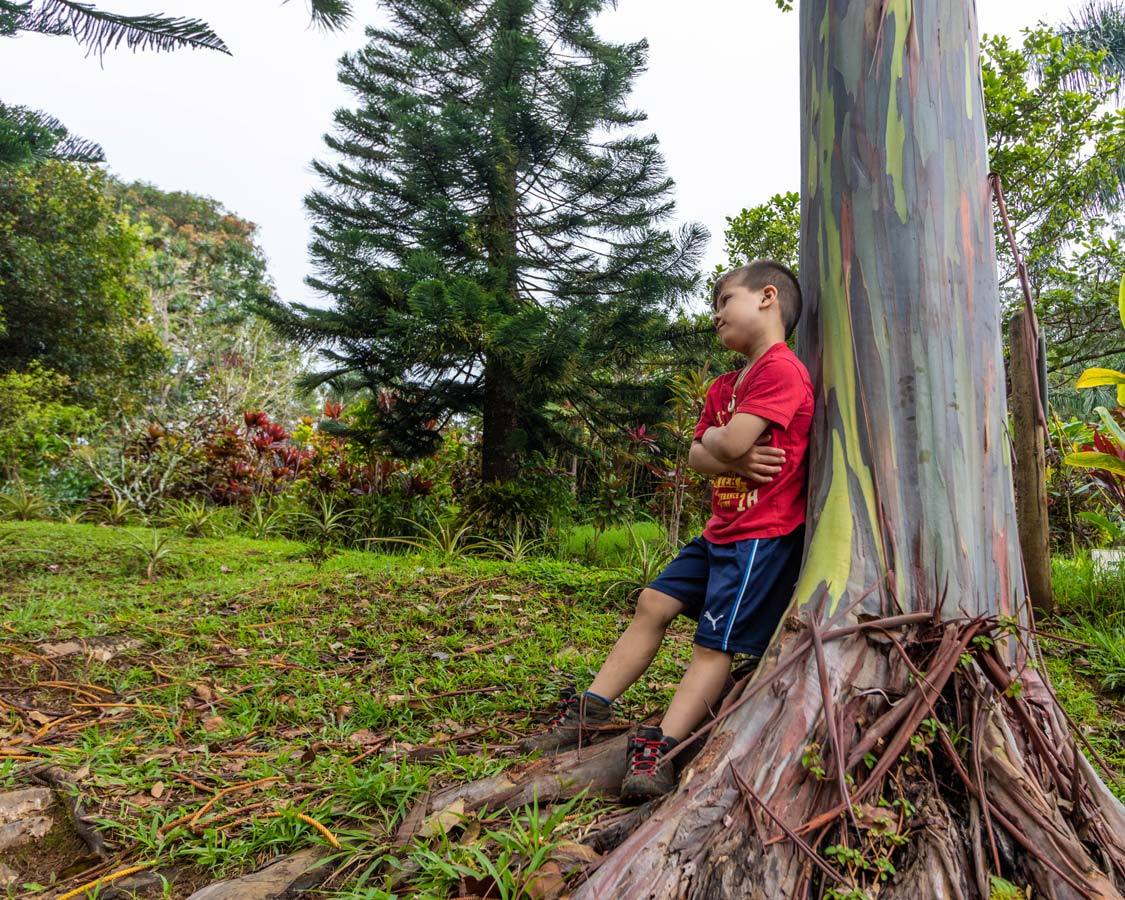 Rainbow Eucalyptus Trees along the Road to Hana Maui 5-days