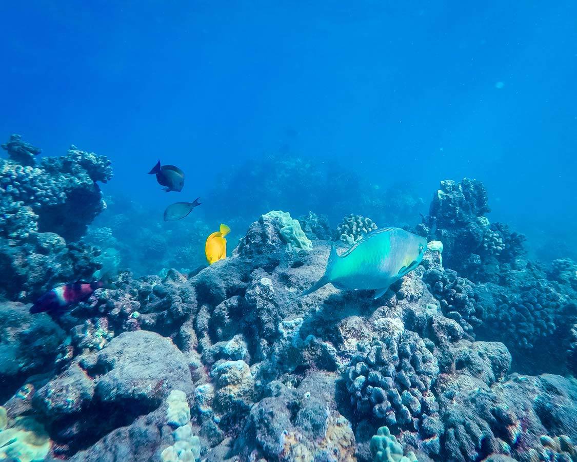 Snorkeling in Maui Hawaii itinerary