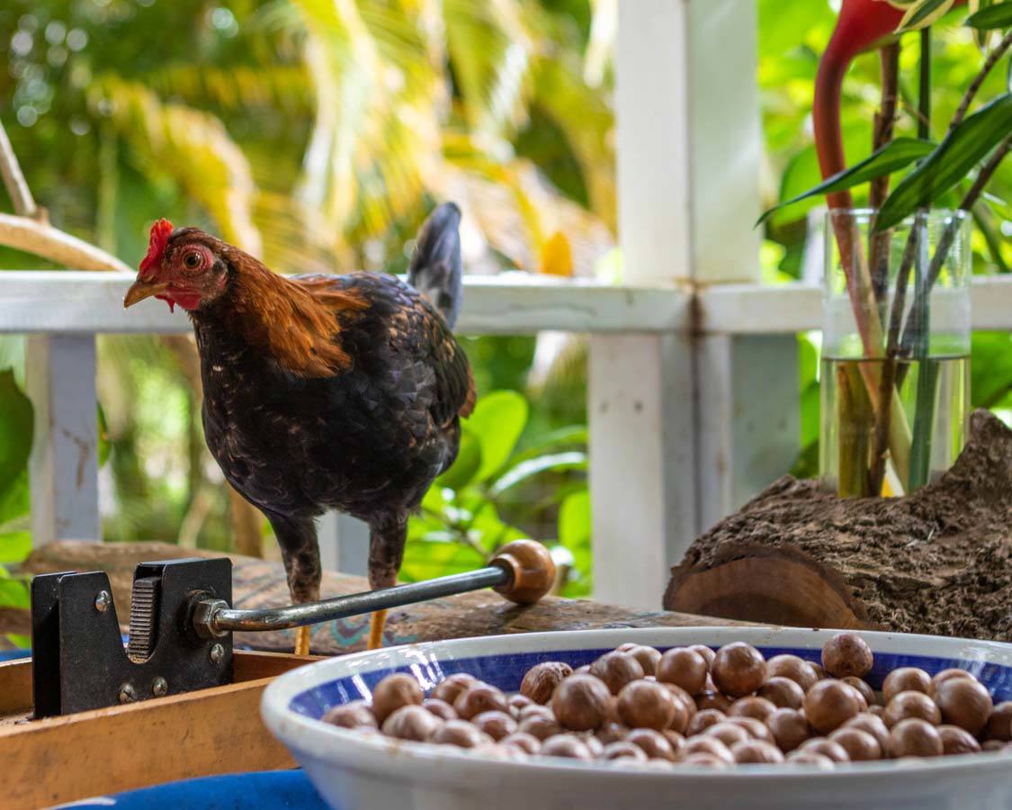 Kauai Chocolate Tour Chicken and Macadamia Nuts