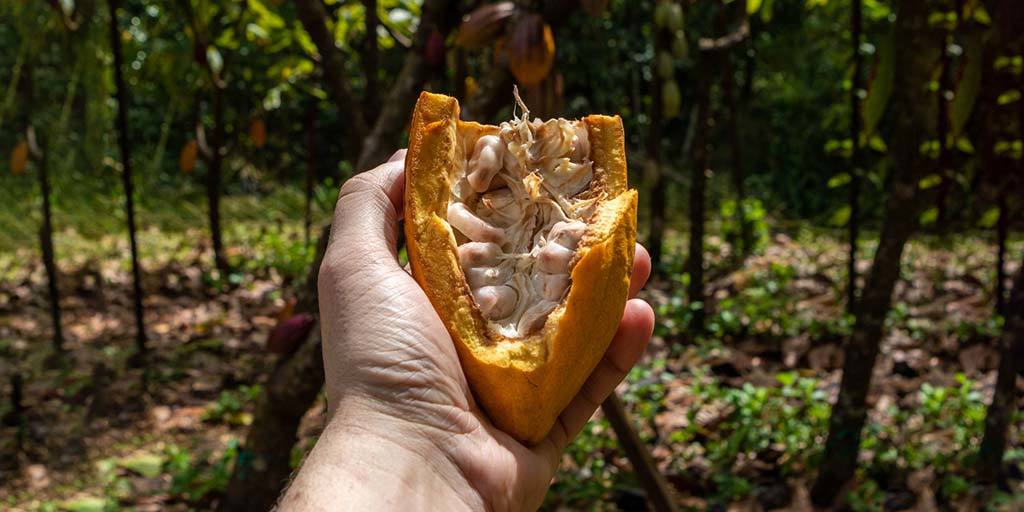 Get A Taste Of Hawaii On This Lydgate Farms Kauai Chocolate Tour -  Adventure Family Travel - Wandering Wagars