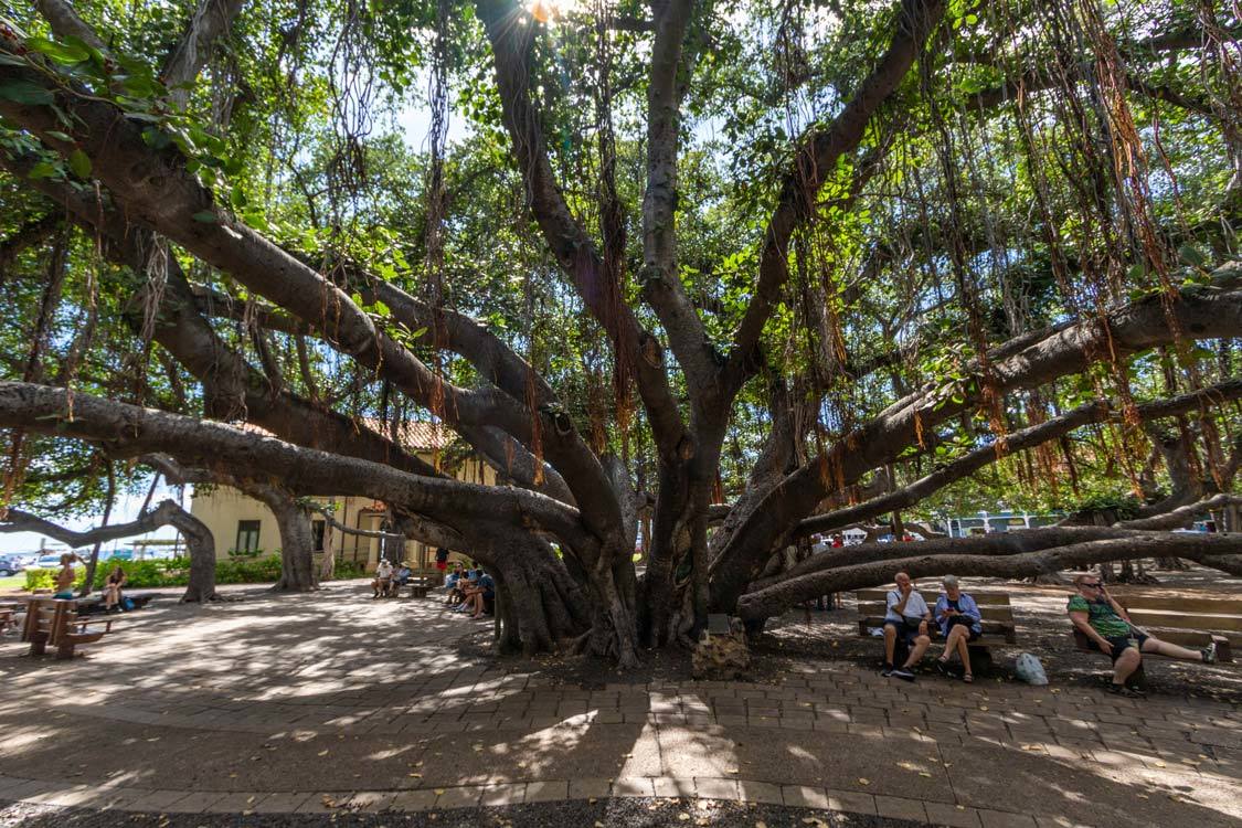 Lahaina town Banyan Tree Hawaii