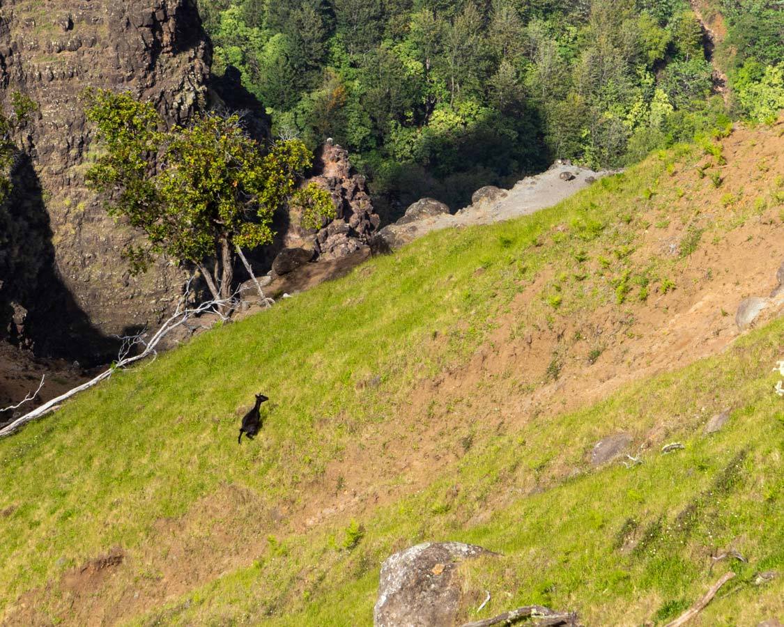 Kauai Grand Canyon goats