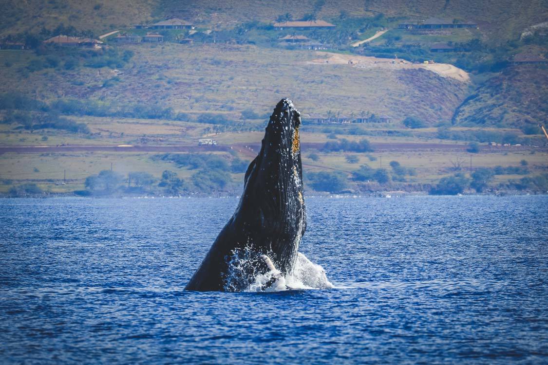 Whale Watching with kids on Maui