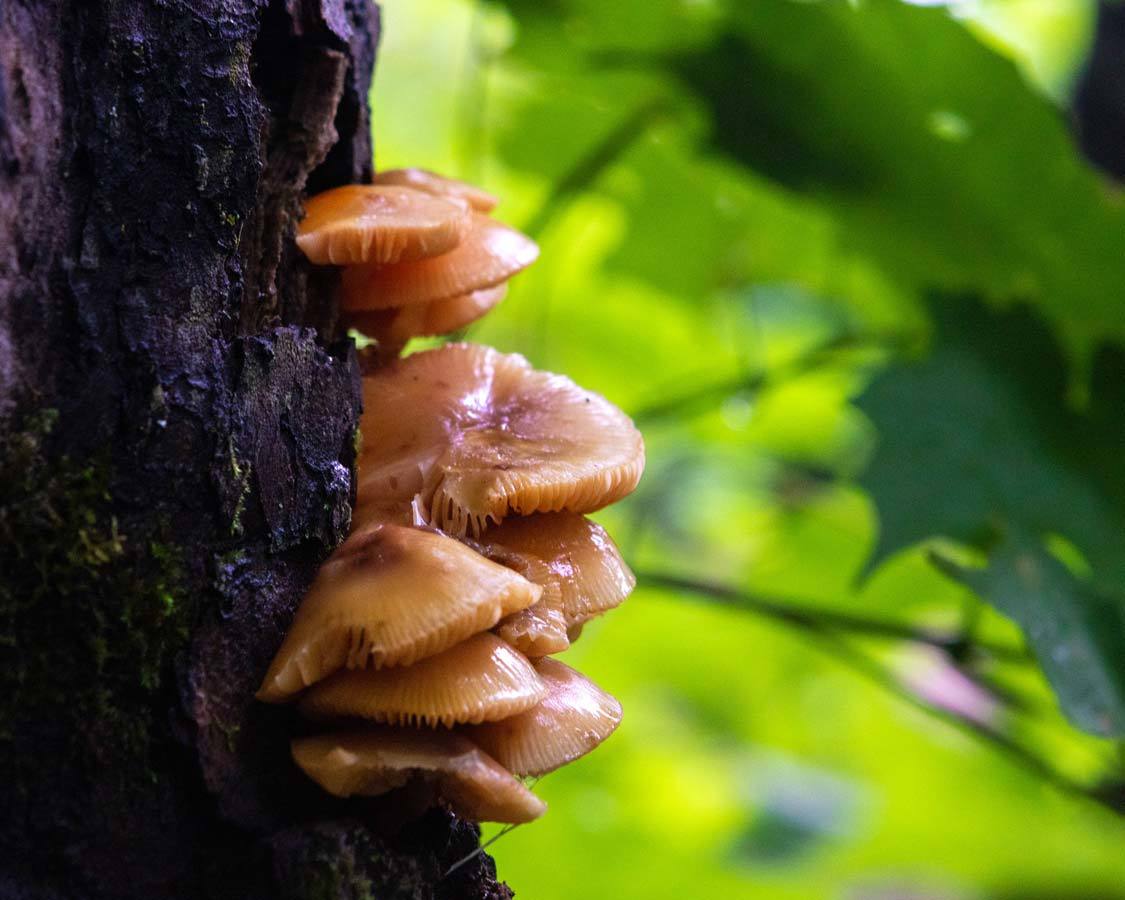 Indigenous Tourism Quebec Mushroom Picking