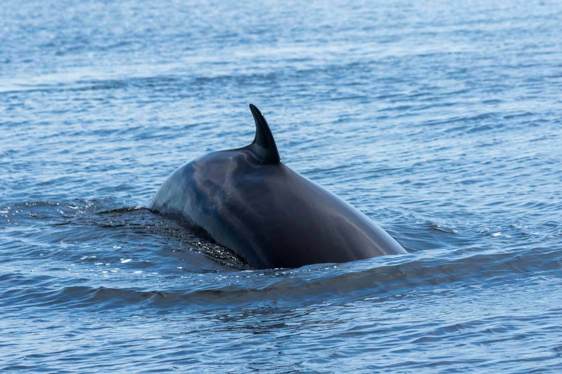 Minke whale watching in the St. Lawrence River