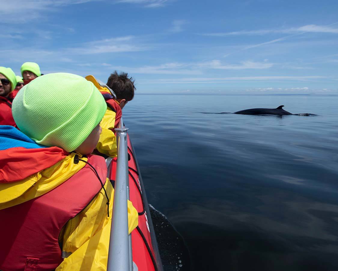 Tadoussac whale watching