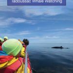Tadoussac whale watching