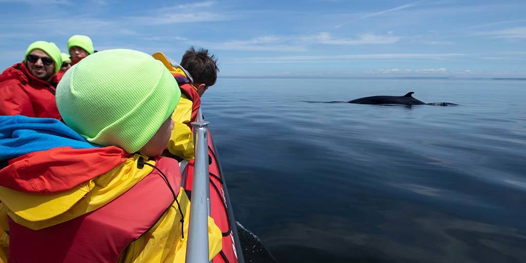 Tadoussac whale watching