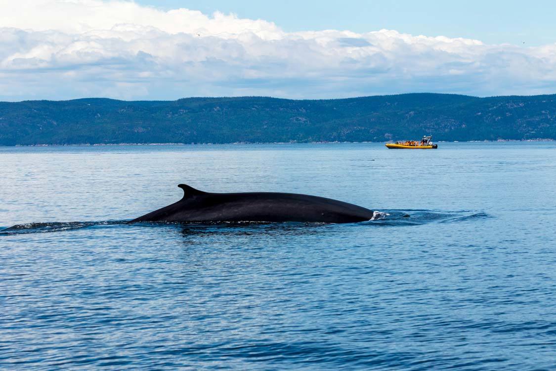 Tadoussac whale watching from Quebec City