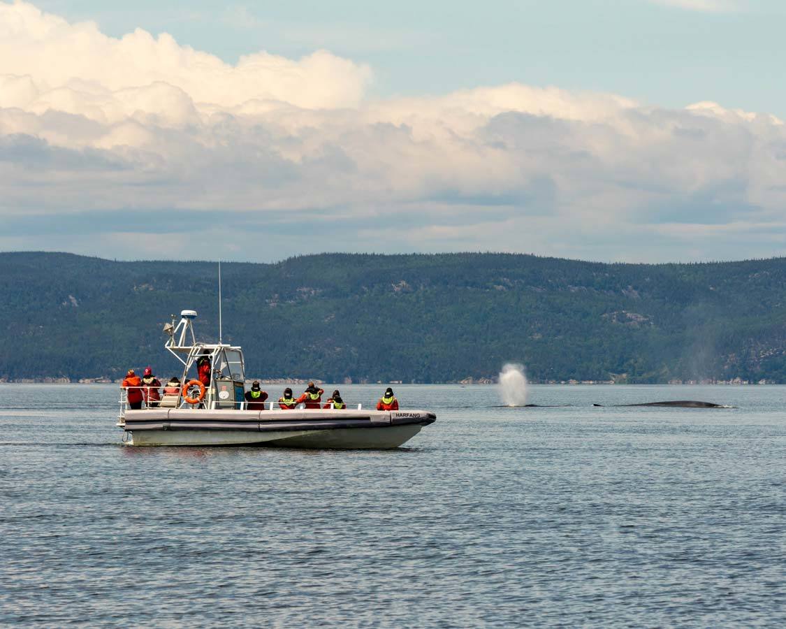 Whale watching in Tadoussac Quebec