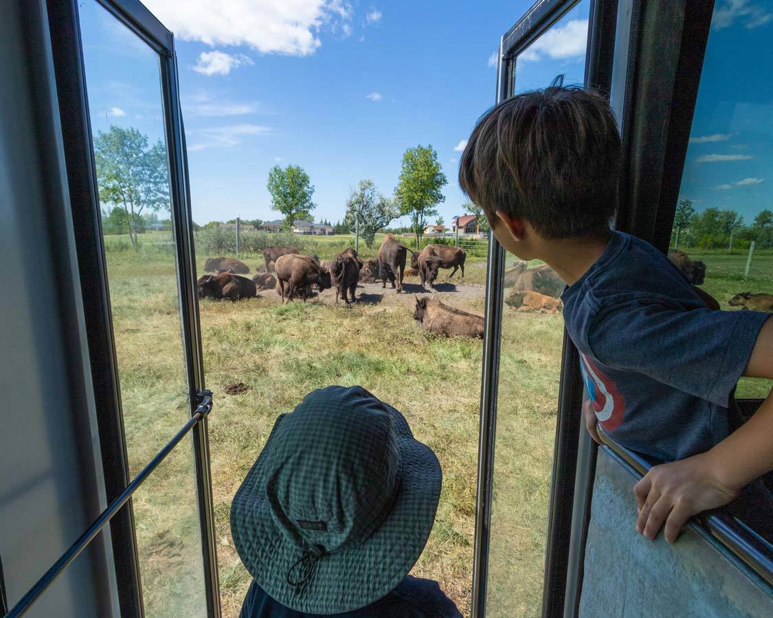 Fort Whyte Alive Bison Safari Fun Things To Do In Winnipeg Manitoba