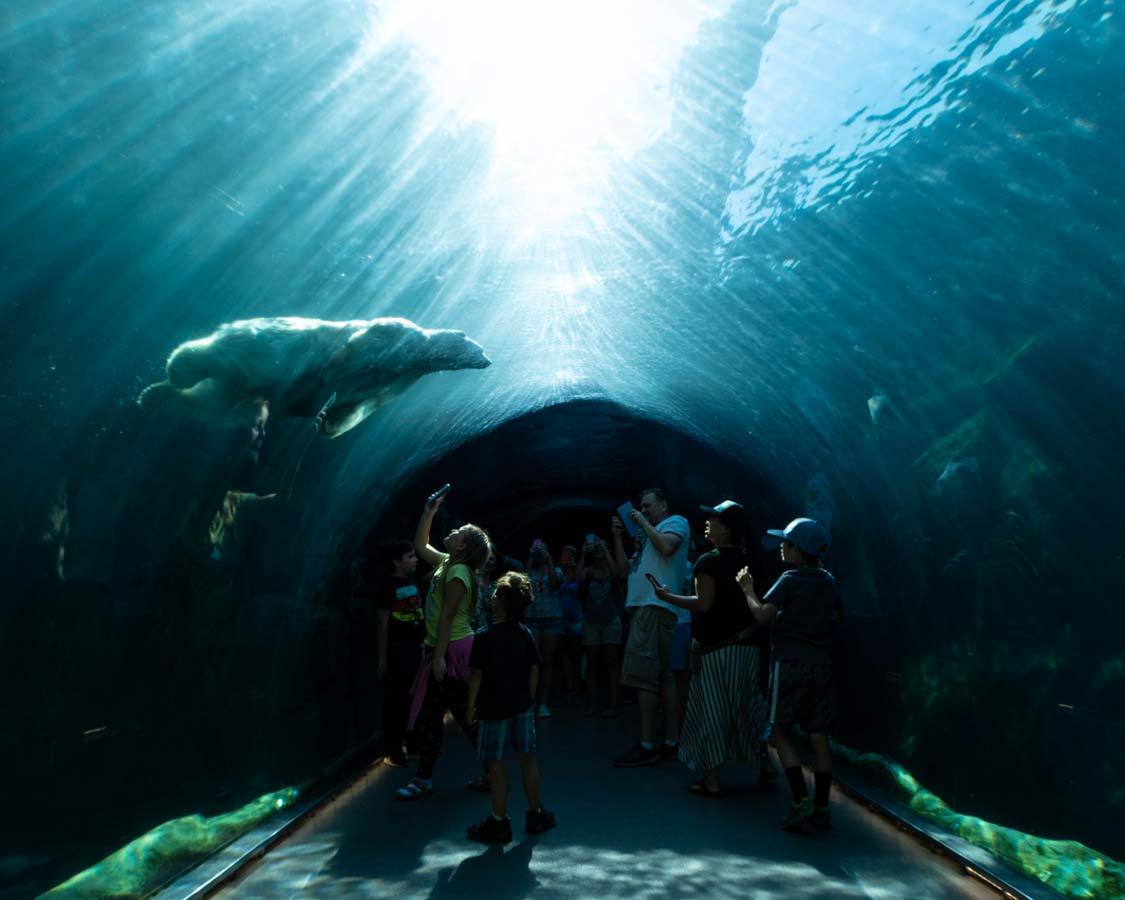 Winnipeg With Kids Assiniboine Zoo Polar Bear Tunnel