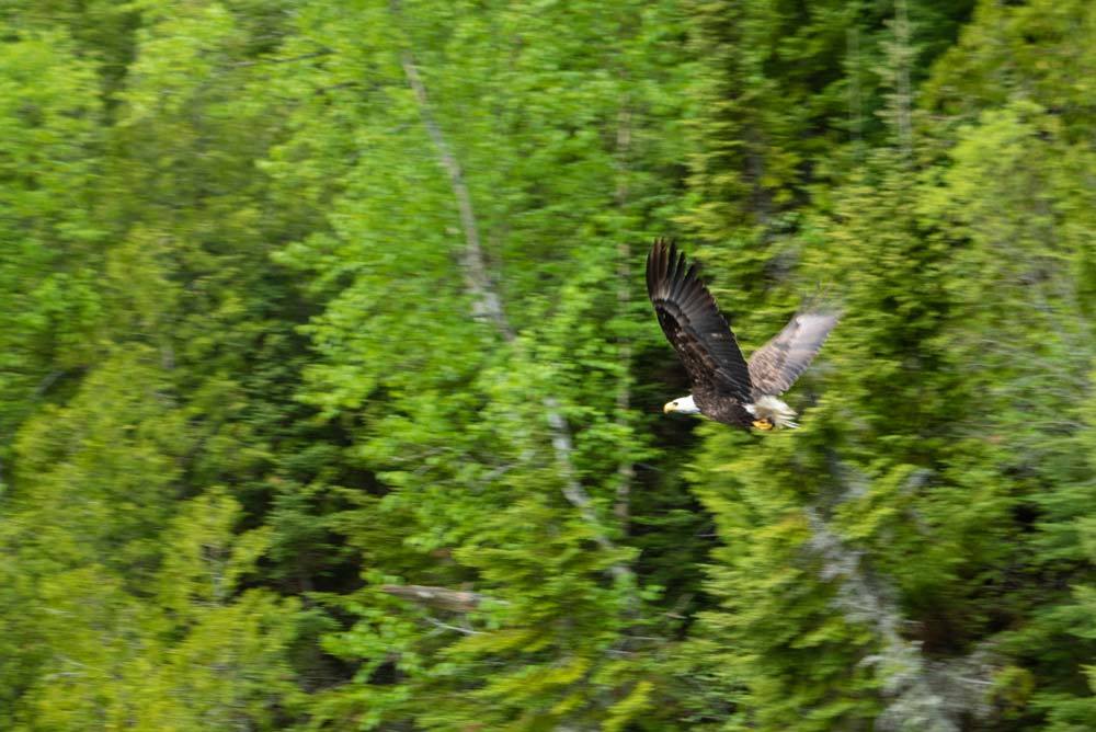 Bald Eagle on a Northern Ontario lake