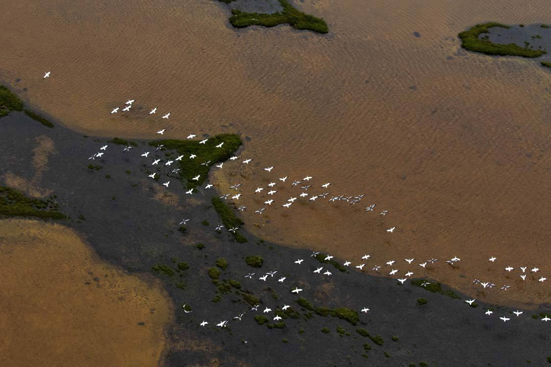Birds Flying over Wapusk National Park in Churchill Manitoba Guide