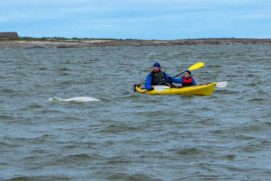 Churchill Manitoba Guide Sea Kayaking with Beluga Whales