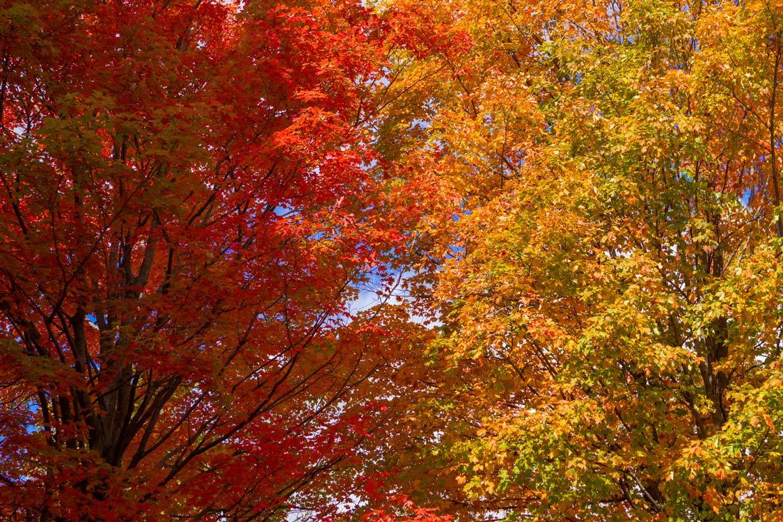 Kawartha Highlands Provincial Park Fall Colour Peterborough