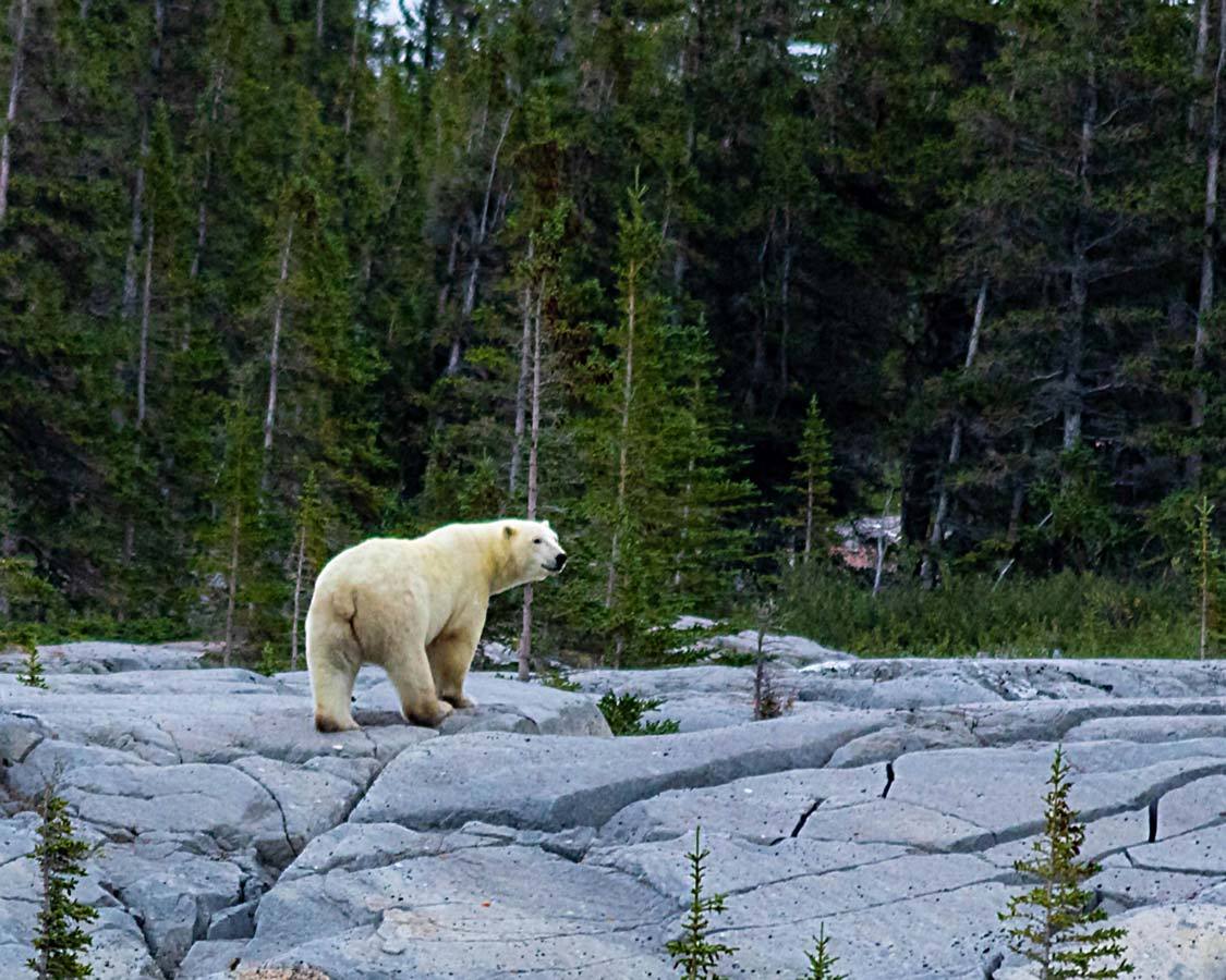 Walking polar bear in Churchill Manitoba