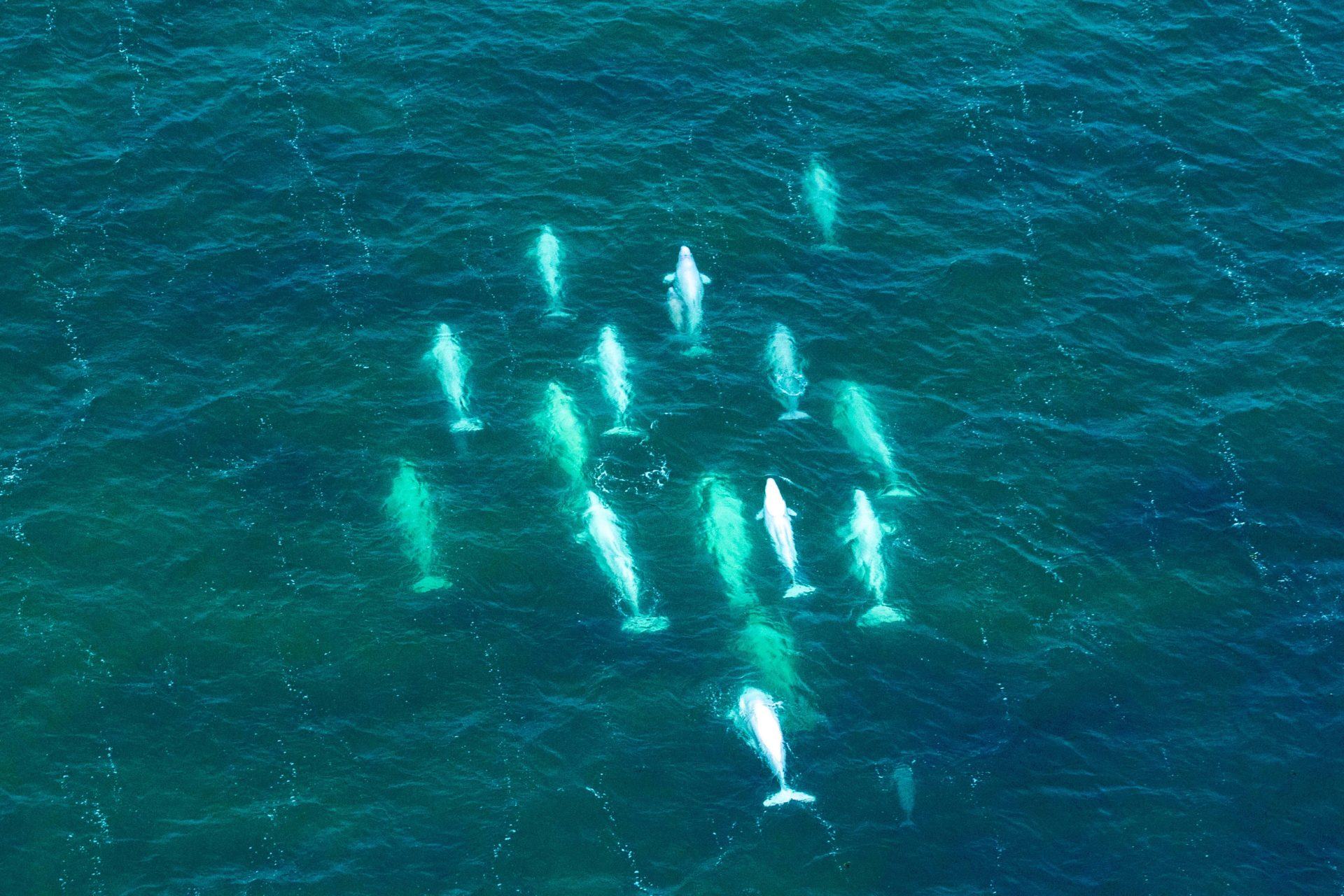 Aerial view of beluga whales in Churchill Manitoba