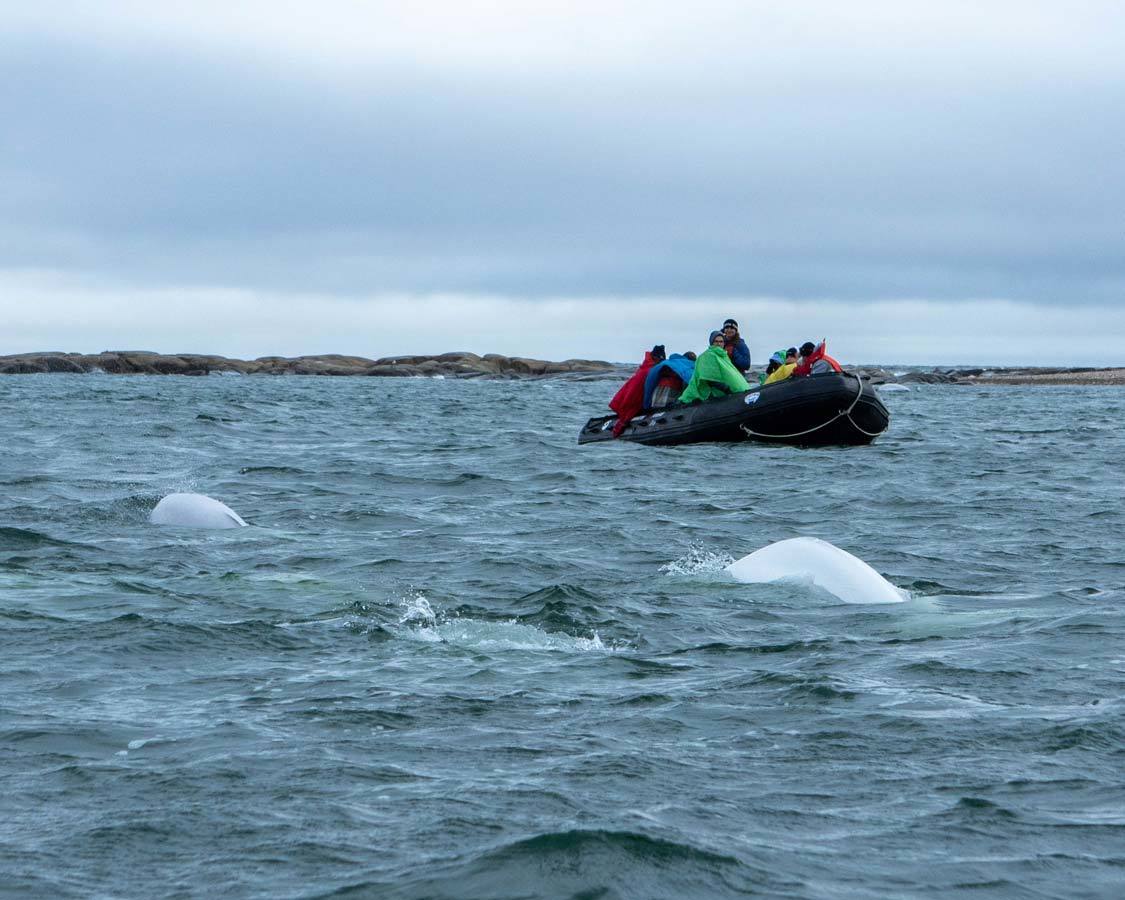 Beluga whale zodiac tours in Churchill