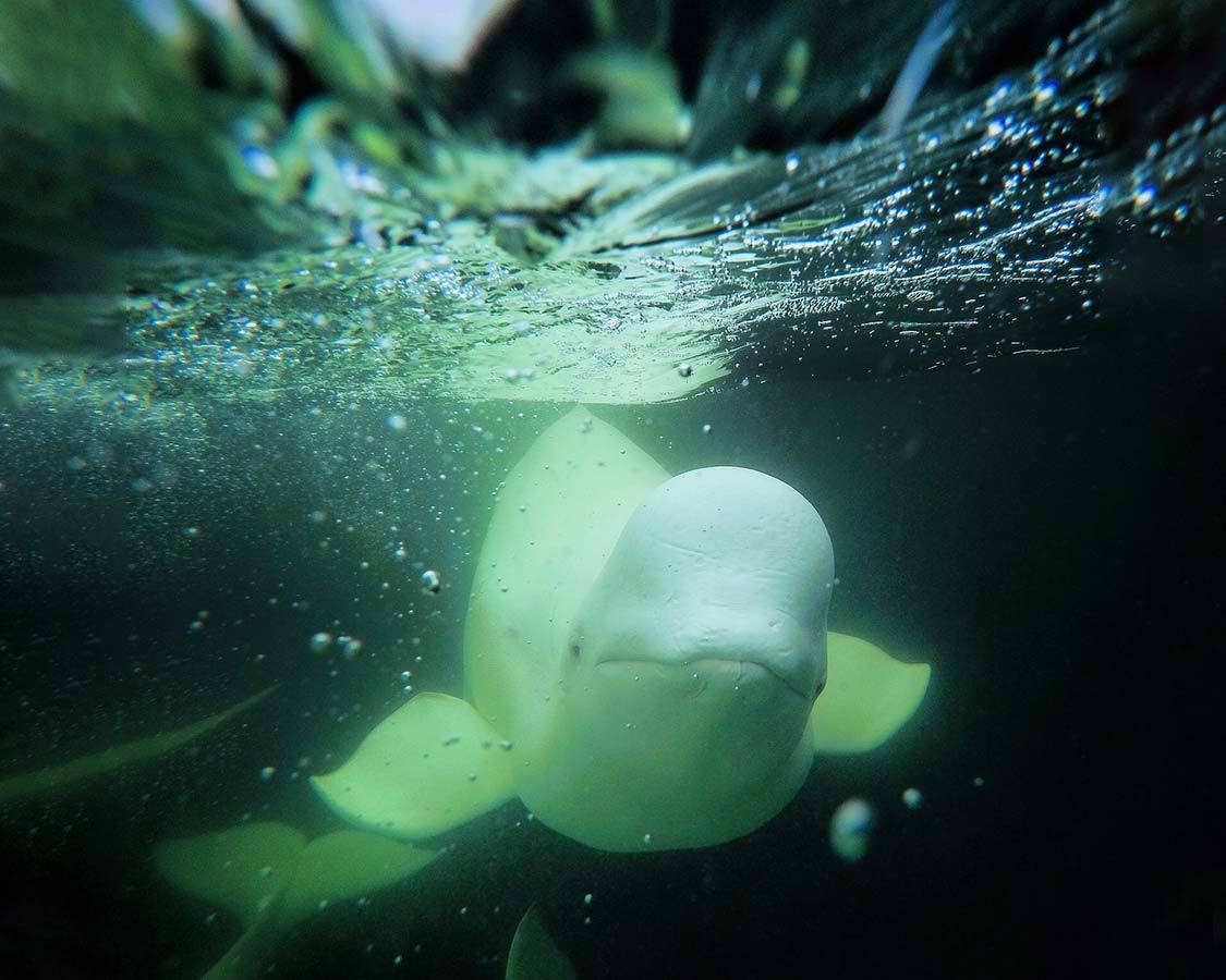 beluga whales travel in