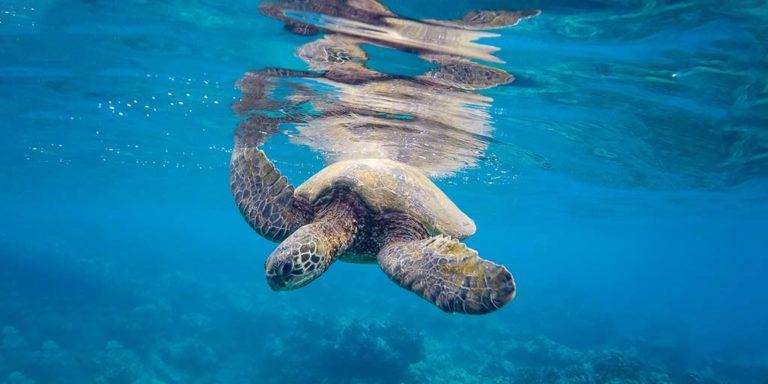 Swimming with Turtles in the Tobago Cays - Adventure Family Travel ...