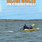Kayaking with Beluga Whales in Churchill Manitoba