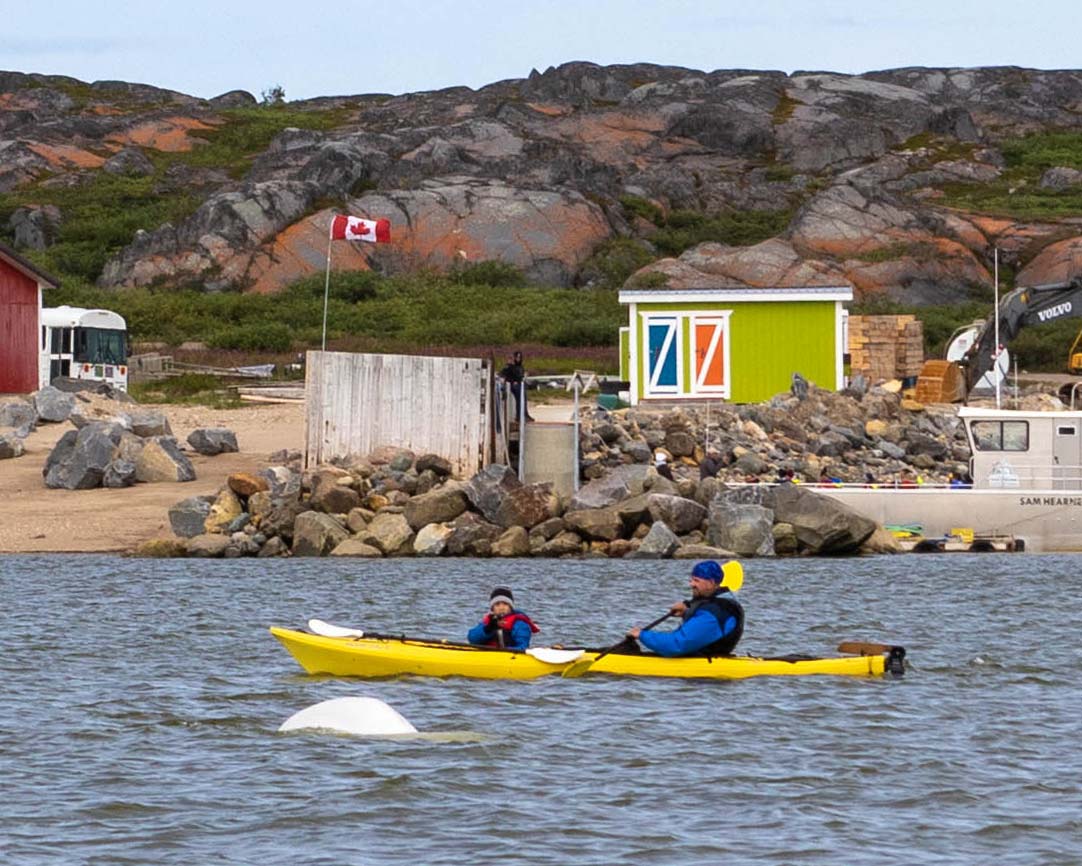 Kayaking with beluga whales in Churchill Manitoba