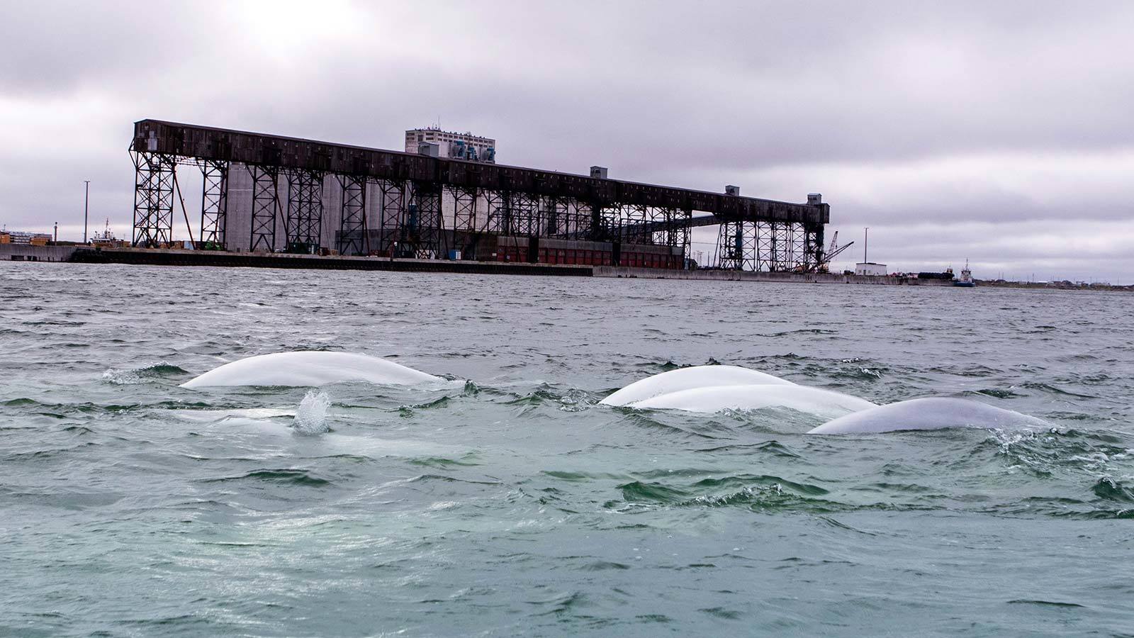 Kayaking with beluga whales in churchill manitoba