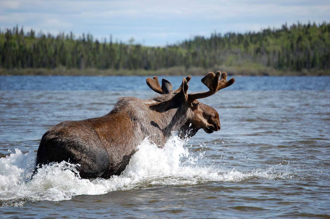 Moose in Whiteshell Provincial Park Manitoba