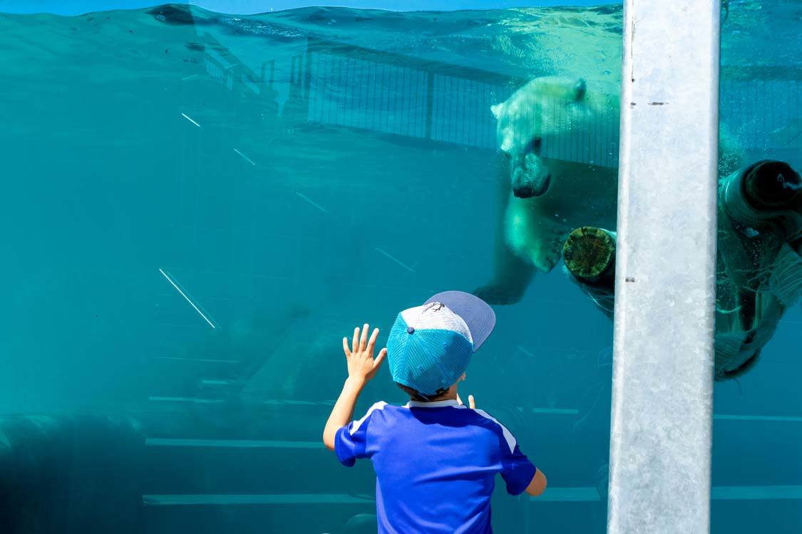 Polar bears at Zoo Sauvage in Saguenay-Lac-St-Jean Quebec