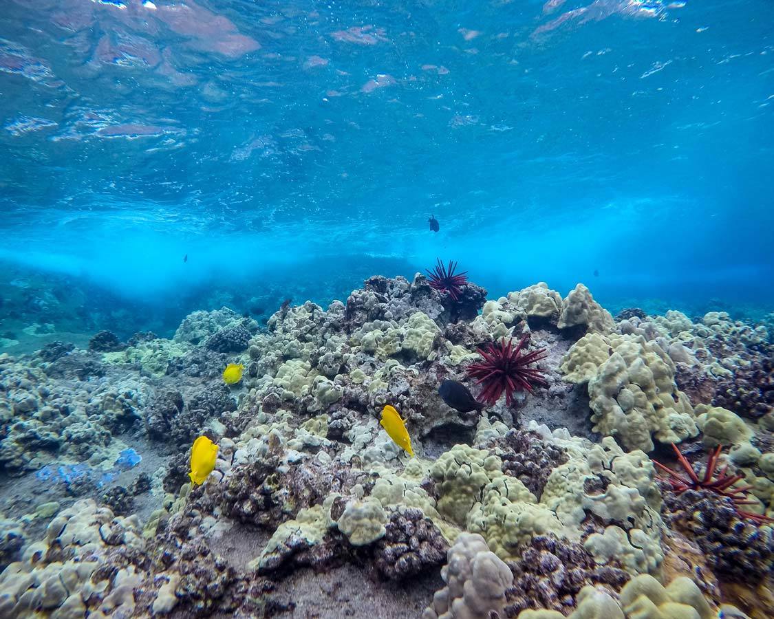 a thriving coral reef thanks to reef safe sunscreen brands