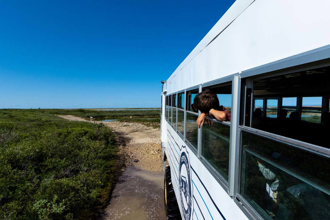 tundra buggy day tours churchill