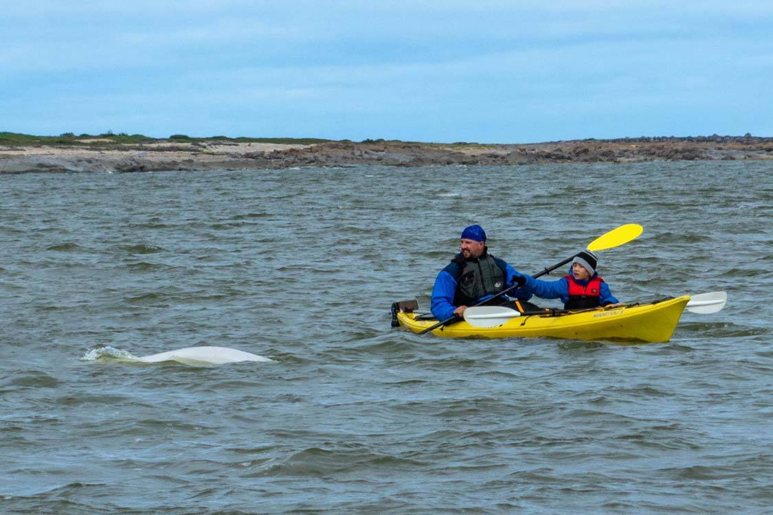 Manitoba things to do Kayaking with Beluga Whales