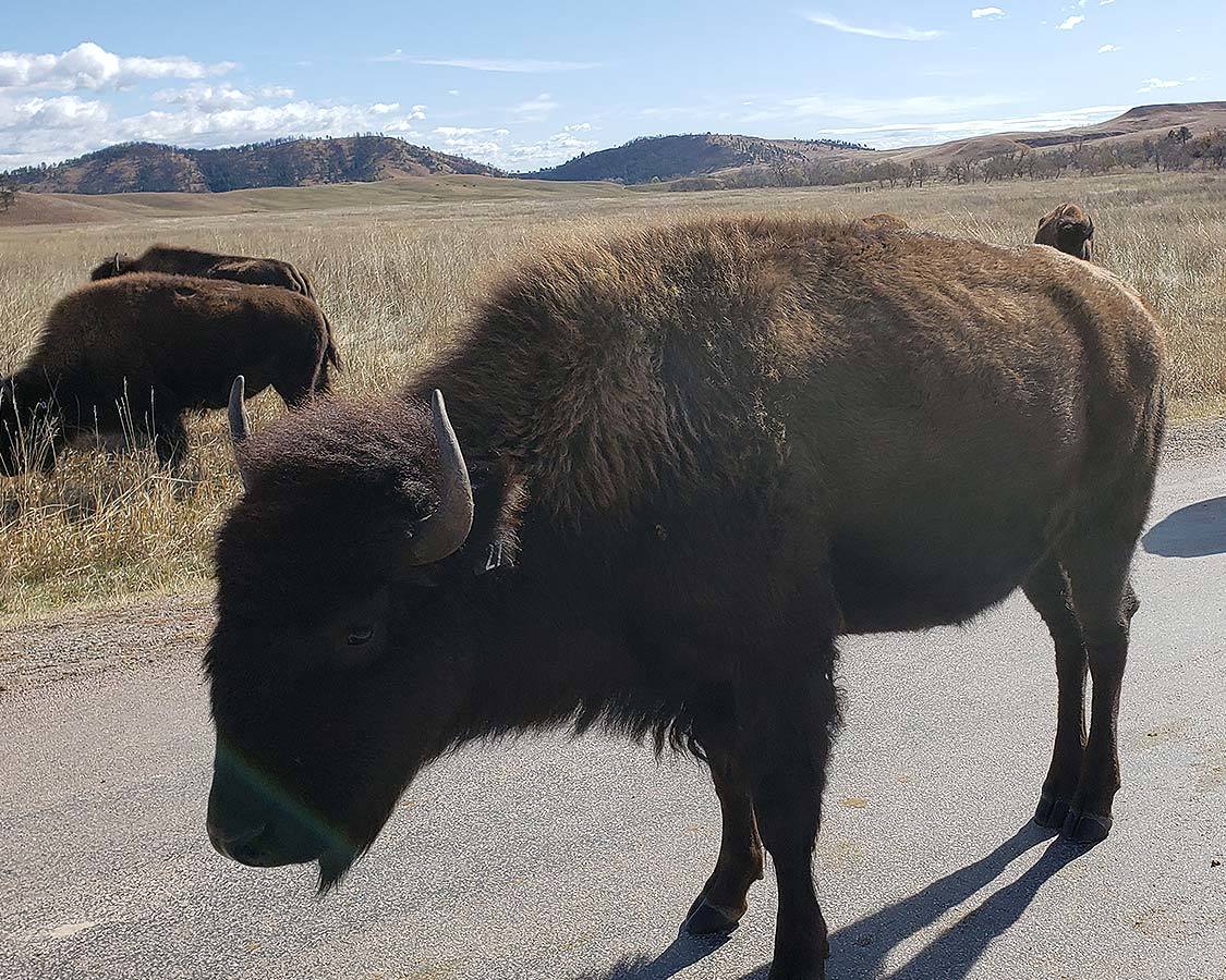 Wandering Wagars in Custer State Park