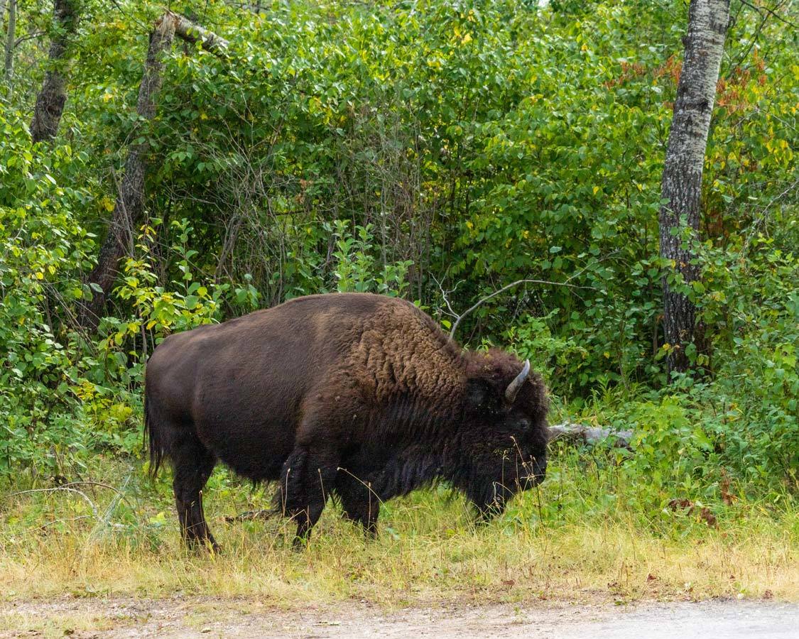 What to do in Manitoba Riding Mountain National Park Bison