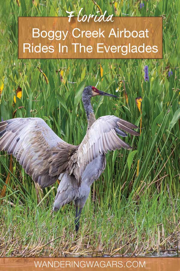 A crane spreads his wings during Boggy Creek airboat rides