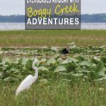 Crane in Boggy Creek Marsh on an Everglades Airboat Tour
