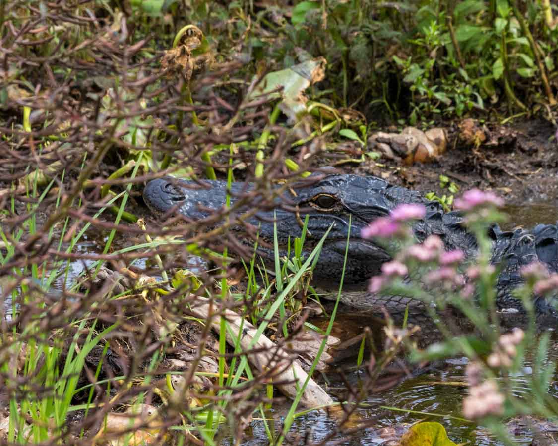 Florida Everglades Alligator Tours