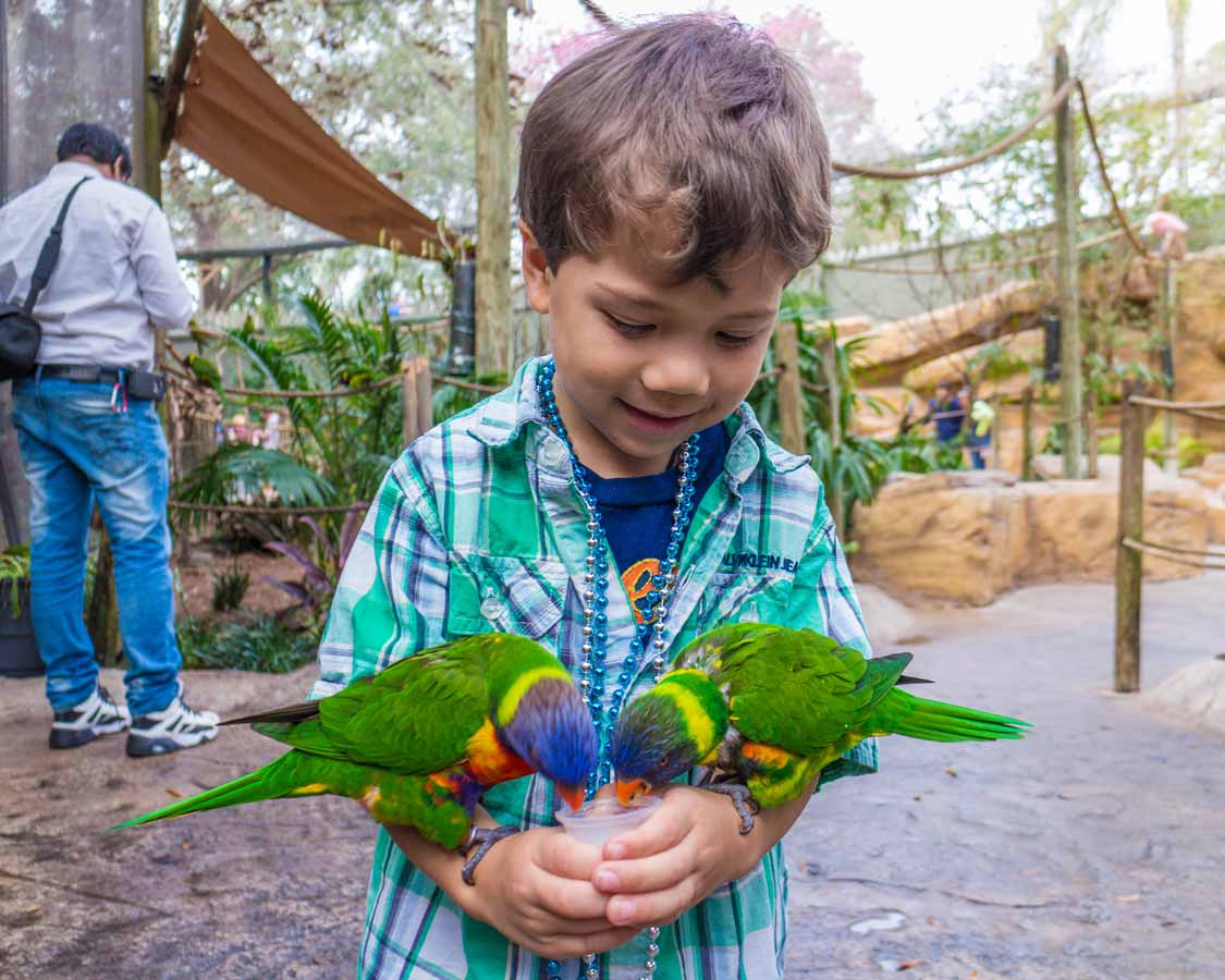 child feeding Parakeets in Busch Gardens Tampa