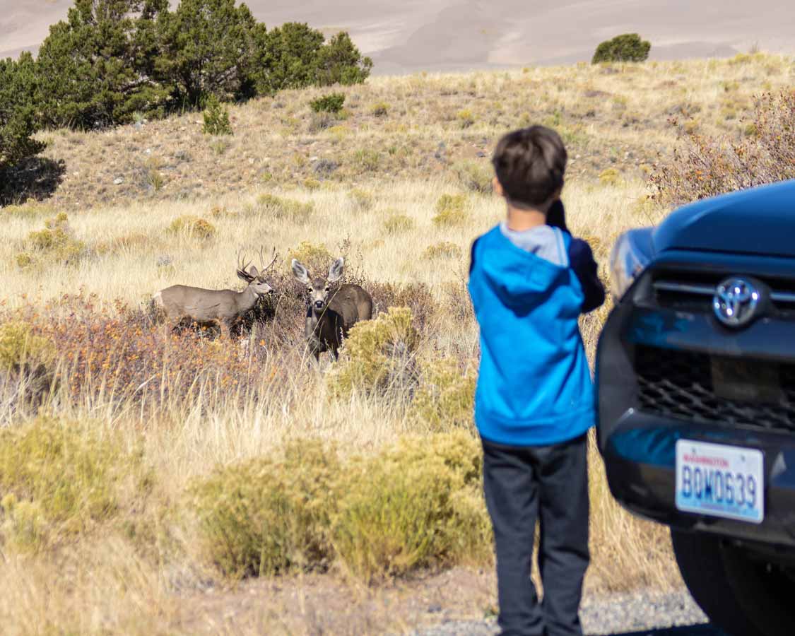 Boy photographing deer at Great Sand Dunes National Park