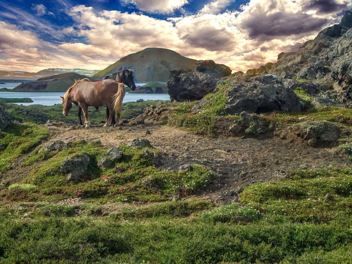 Horses at Lake Myvatn in Iceland