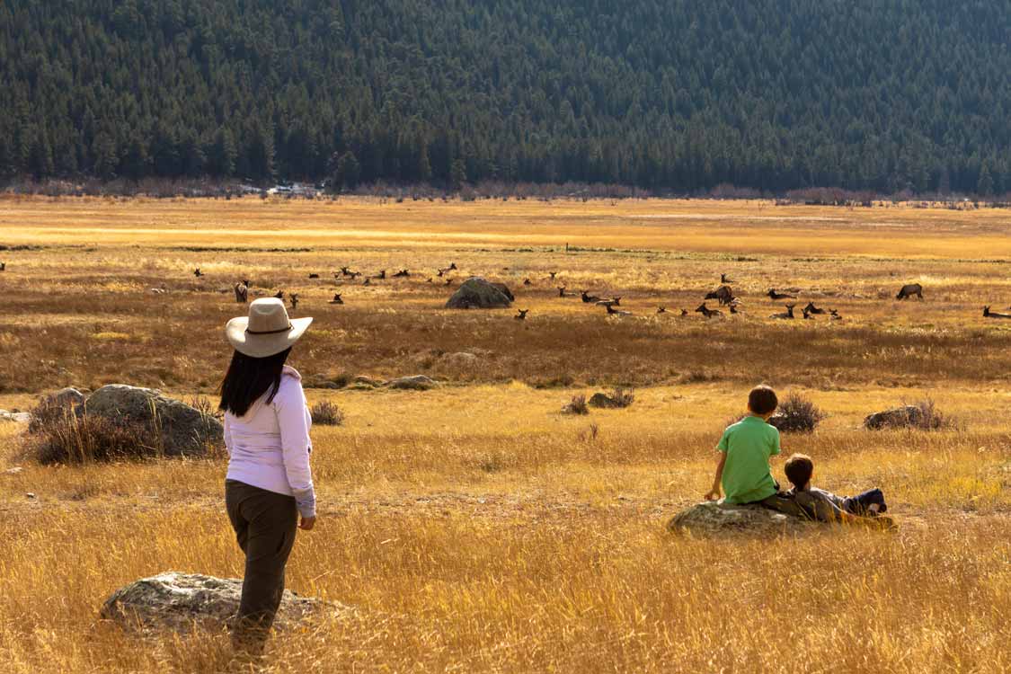Mother and boys watching elk at Rocky Mountain National Park