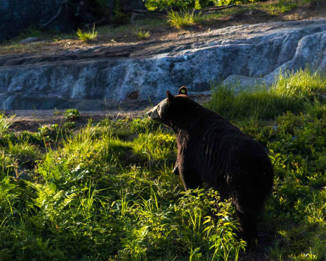 Black bear in Banff National Park