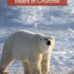 Churchill Manitoba Polar Bears