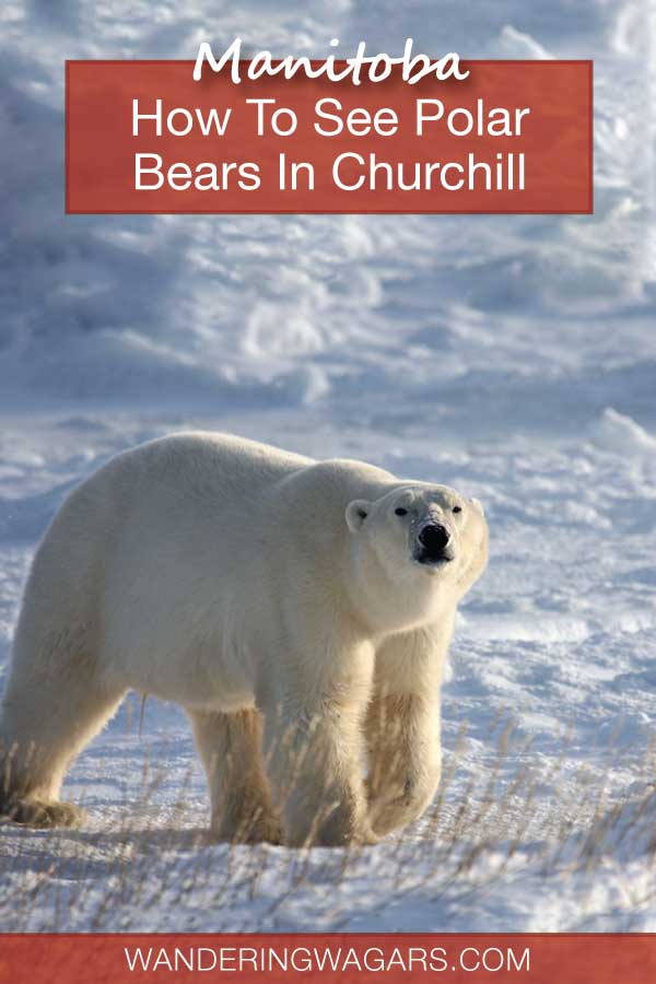 Churchill Manitoba Polar Bears