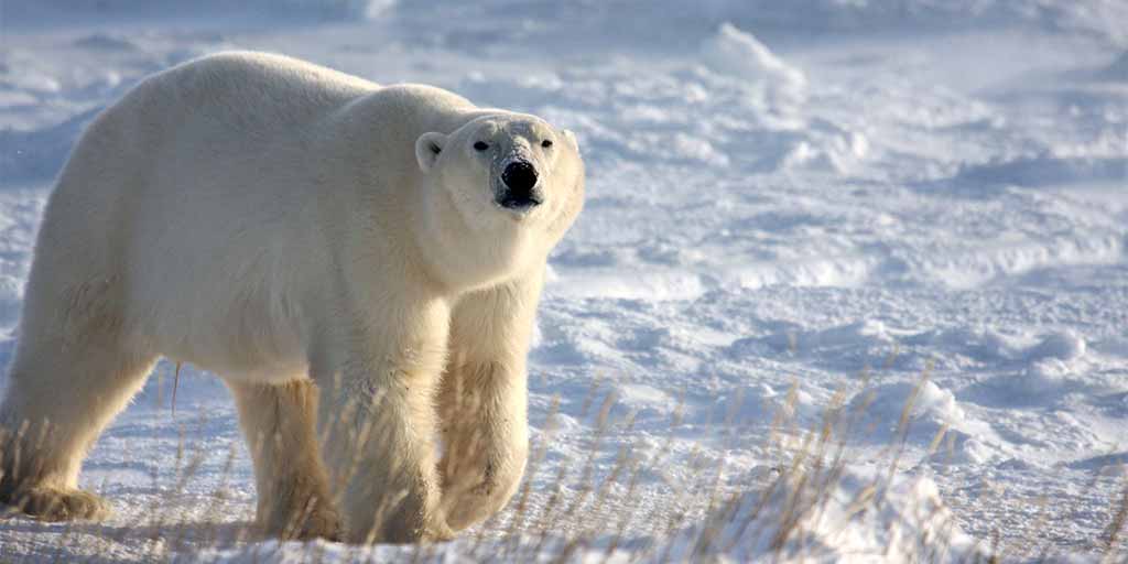 Walking With Wild Polar Bears: How A Dramatic, Arctic Safari Will